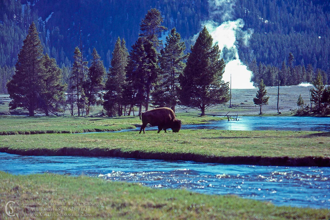 Bison Grazing Along the Firehole River: Yellowstone National Park