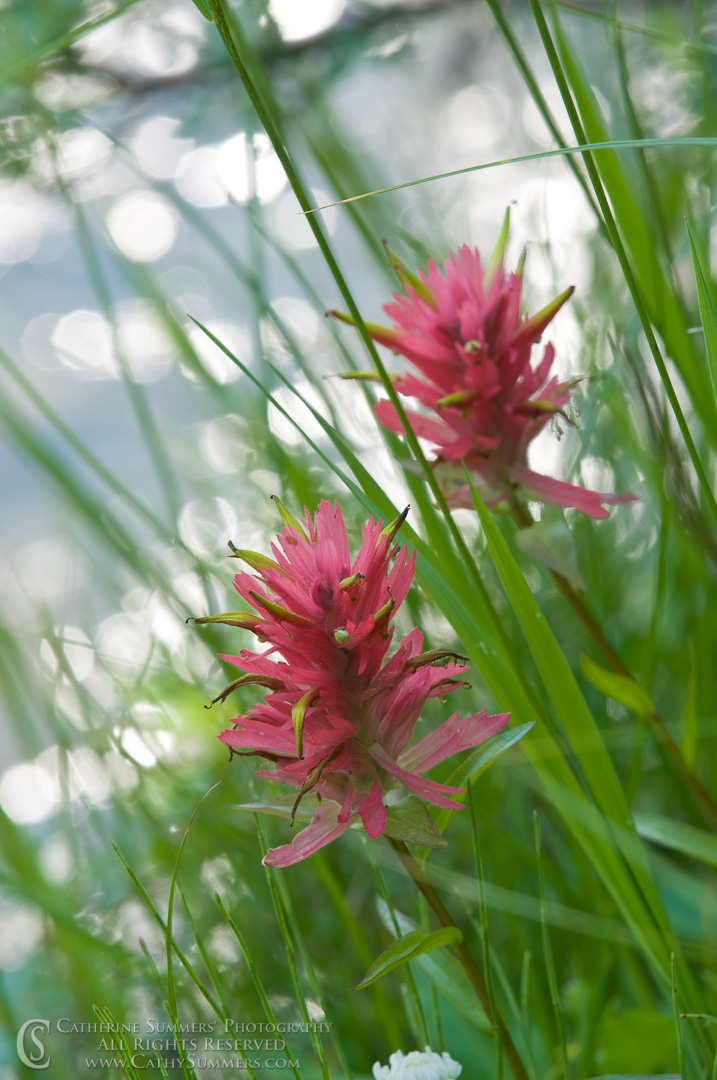 Indian Paintbrush by the River #1: Bob Marshall Wilderness, Montana