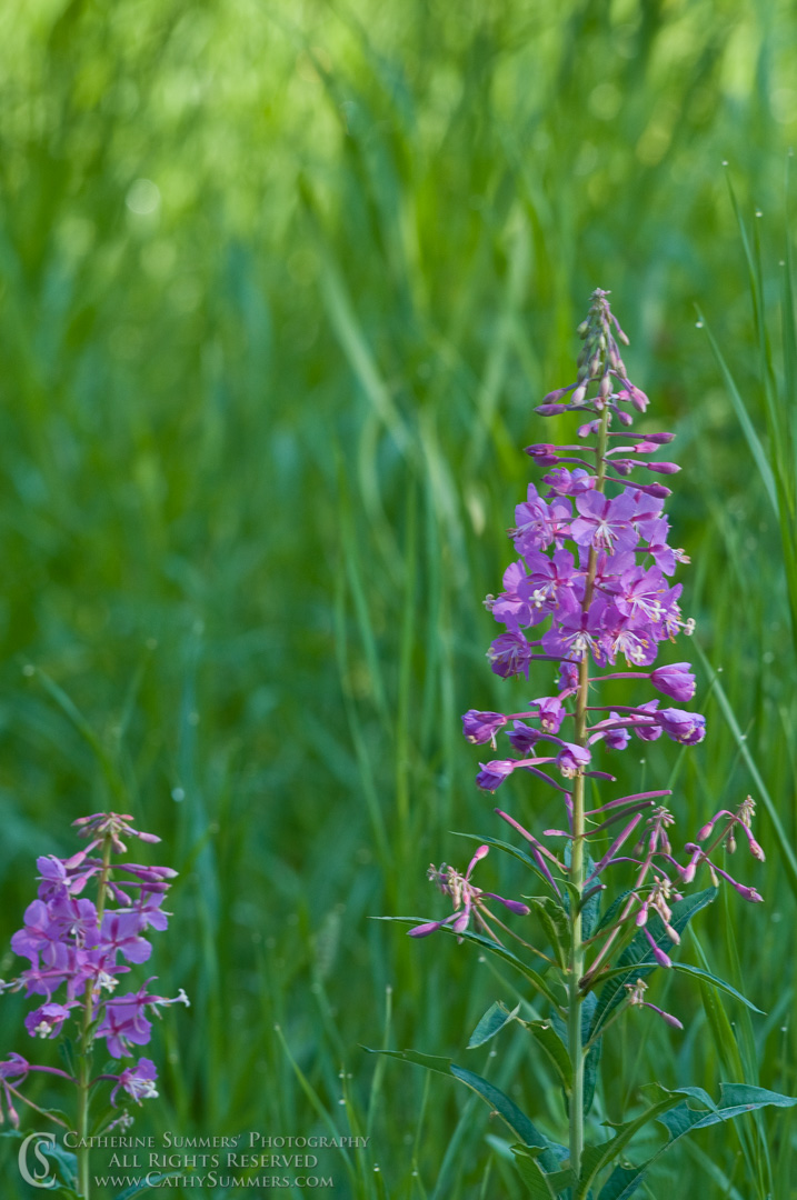 20090804_007: vertical, flowers, Montana, Bob Marshall Wilderness, K Bar L, summer, purple, Fireweed, flower