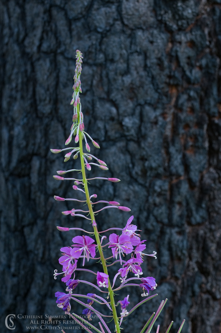20090804_012: vertical, tree, flowers, Montana, Bob Marshall Wilderness, K Bar L, summer, purple, burned, Fireweed, flower