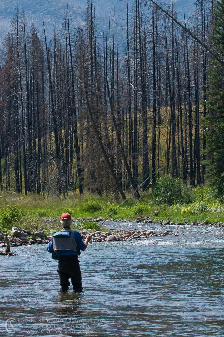 Burned pines backdrop for flyfishing on the South Fork of the Sun River: Bob Marshal Wilderness, Montana