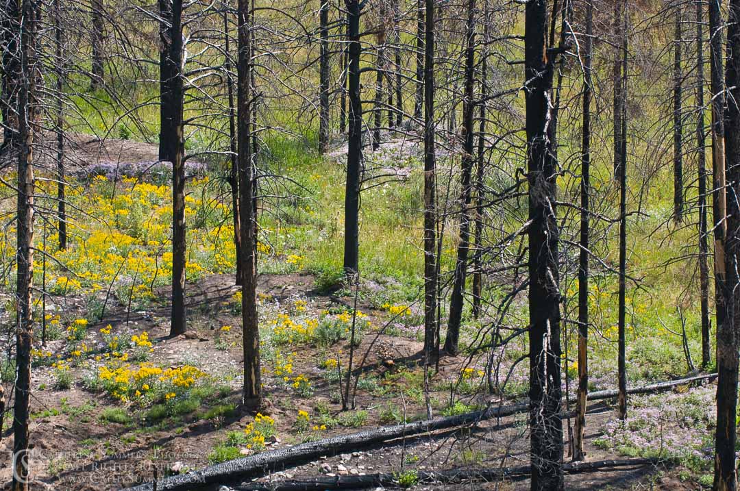 20090804_045: horizontal, flowers, trees, Montana, Bob Marshall Wilderness, K Bar L, forest fire, recovery, black and white