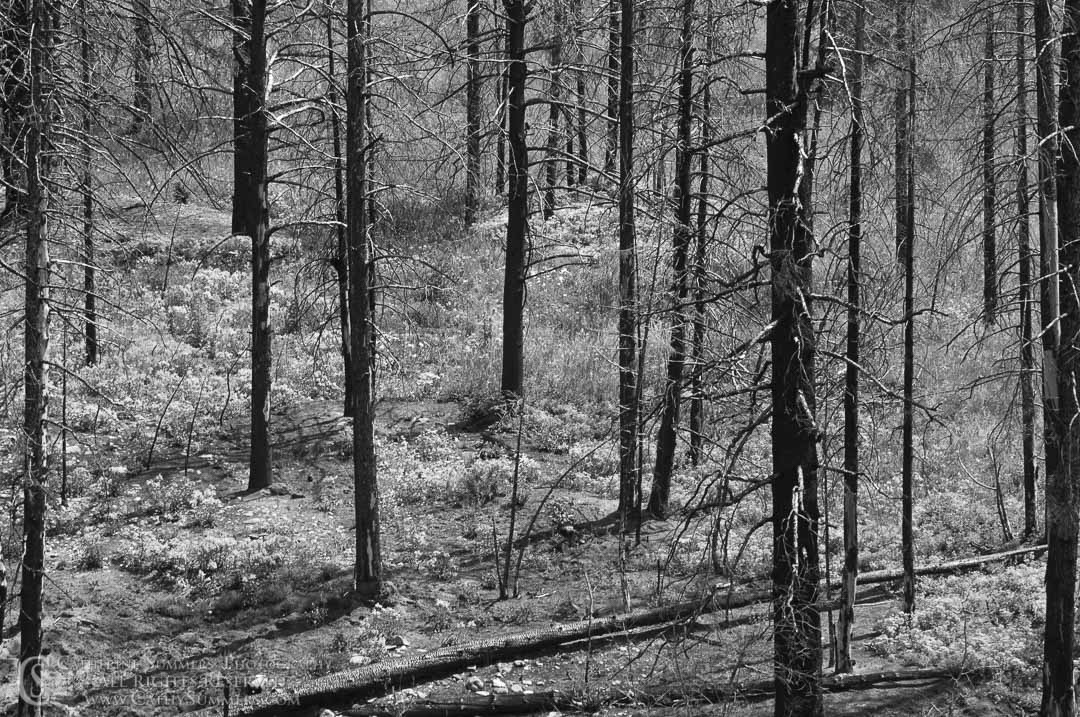 20090804_045_BW: horizontal, flowers, trees, Montana, Bob Marshall Wilderness, K Bar L, forest fire, recovery, black and white