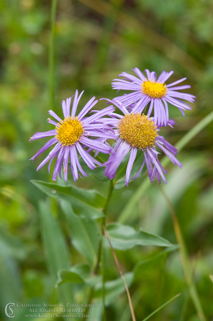 Asters in the Forest: Bob Marshall Wilderness, Montana