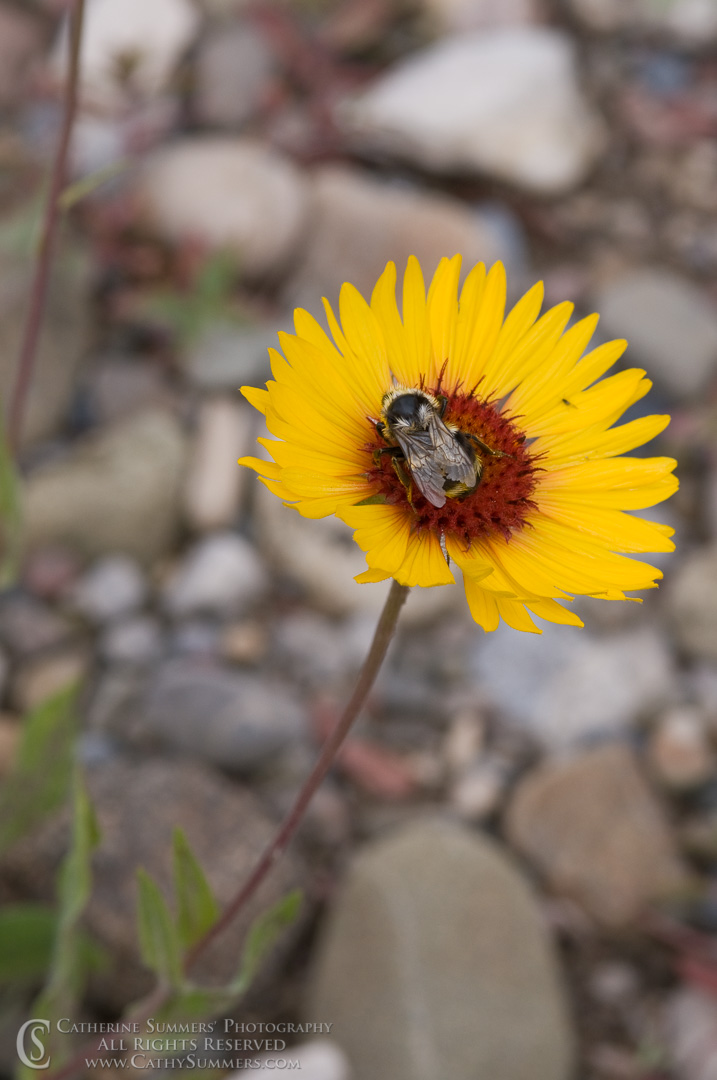 Bee on Blanketflower: Bob Marshall Wilderness, Montana