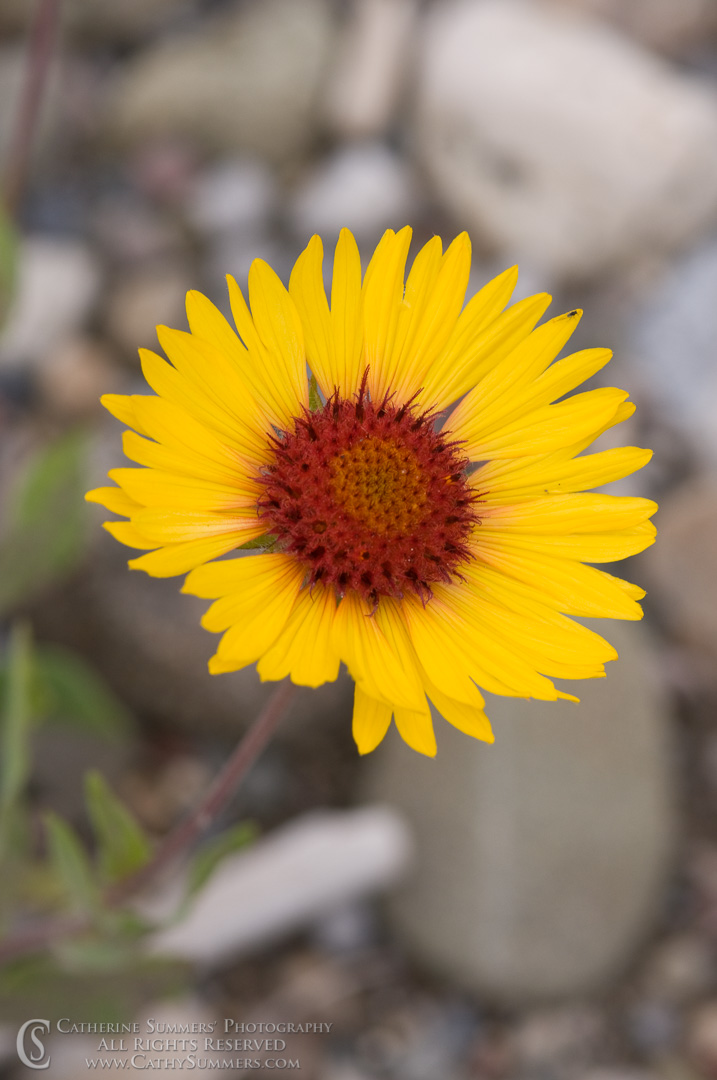 20090806_065: vertical, flowers, yellow, Montana, Bob Marshall Wilderness, K Bar L, summer, blanketflower