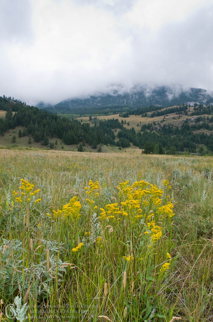 20090807_015: vertical, clouds, flowers, Montana, K Bar L, goldenrod, mountains