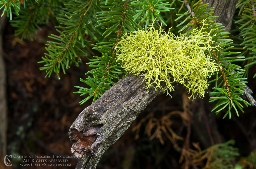20090807_036: horizontal, pine, moss, Montana, K Bar L