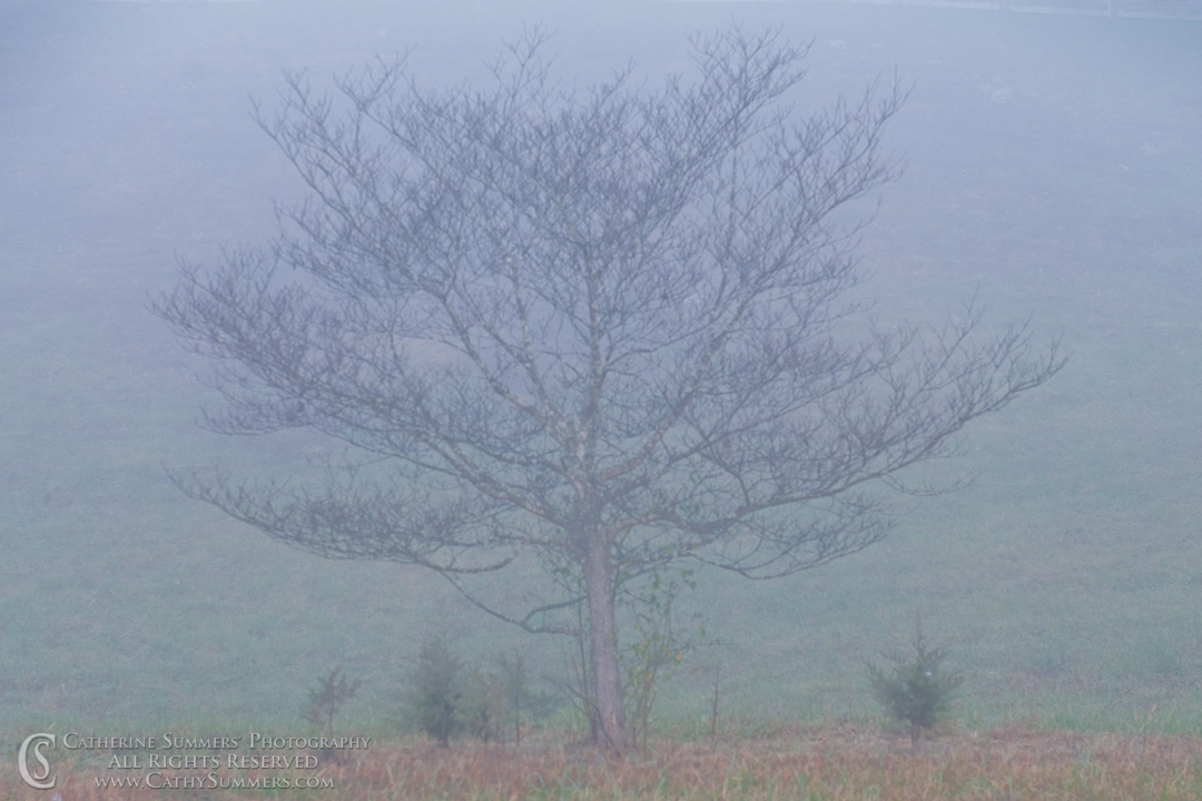 November Dogwood in the Fog: Albemarle County, Virginia