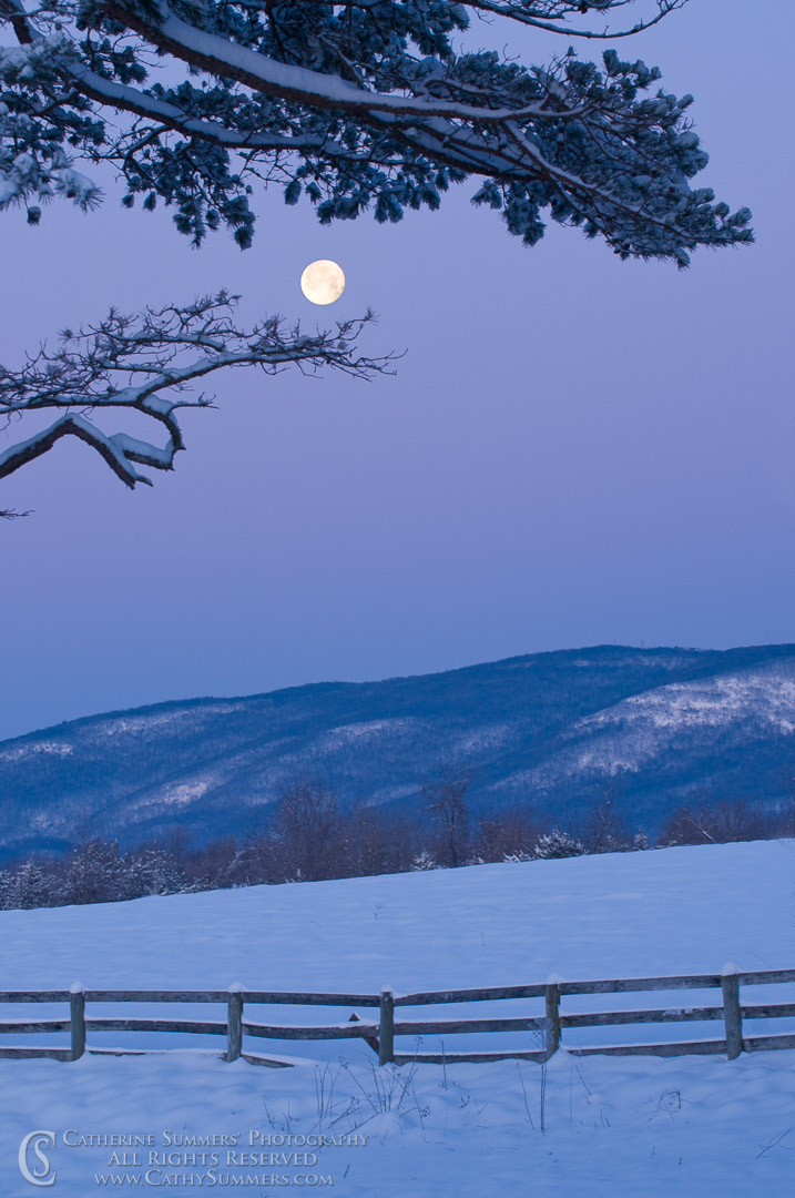 Full Moon and Snowy Pine on a Winter Dawn: Albemarle County, Virginia