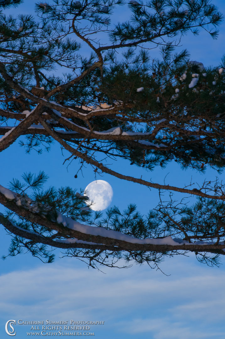 Full Moon and Snowy Pine #2: Albemarle County, Virginia