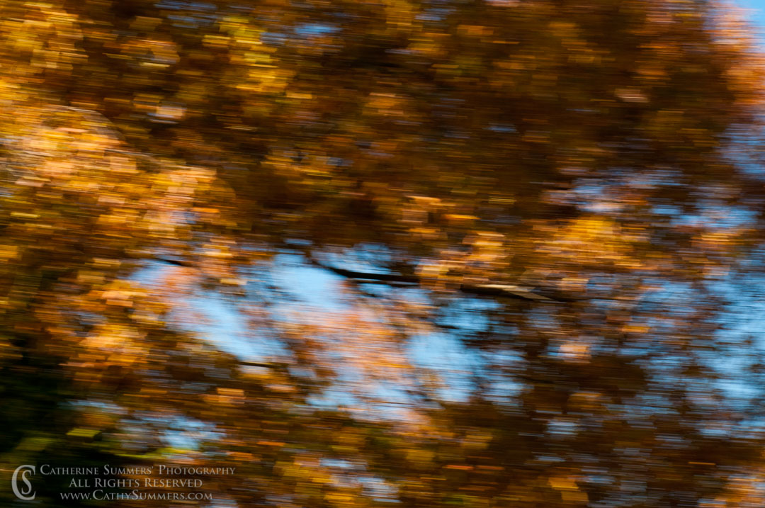 Leaves - Blurred: Virginia