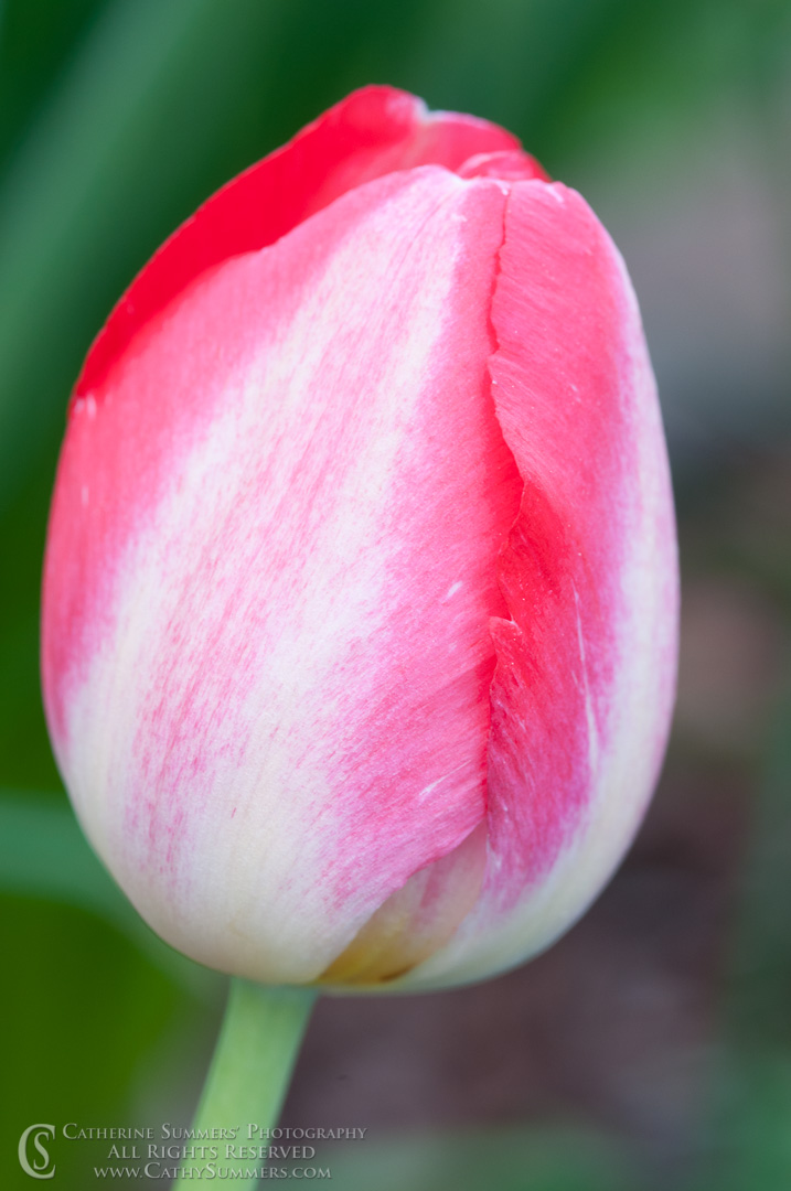 Tulip #10: Virginia
