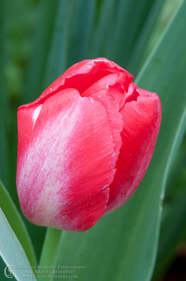Tulip #12: Virginia