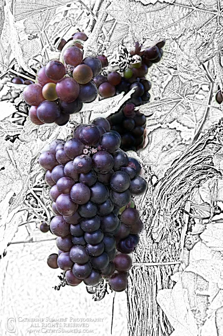 20110821_019: vertical, summer, grapes, Knight's Gambit, vineyard