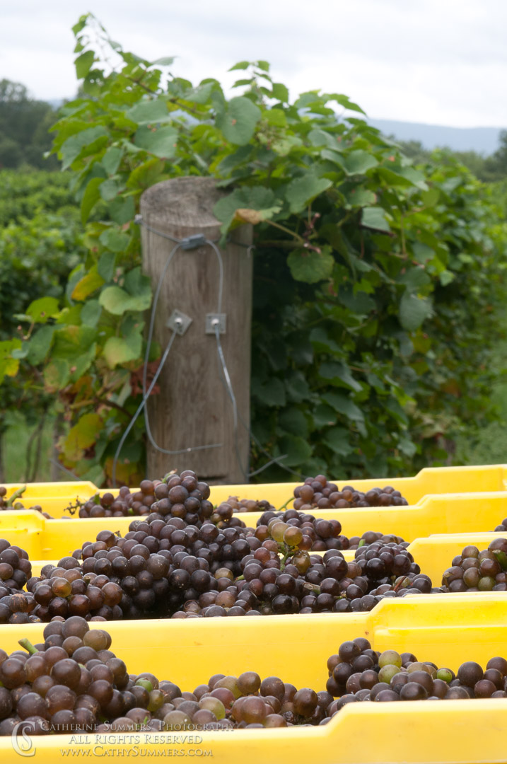 Knight's Gambit - Harvested Grapes: Albemarle County, Virginia