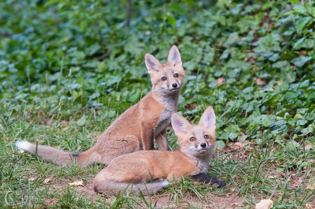 Fox Kits in the Ivy: Falls Church, Virginia