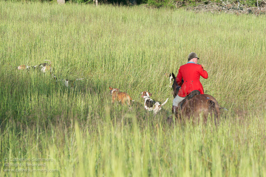 20130902_053: grass, Fox Hunting, hounds, Huntsman
