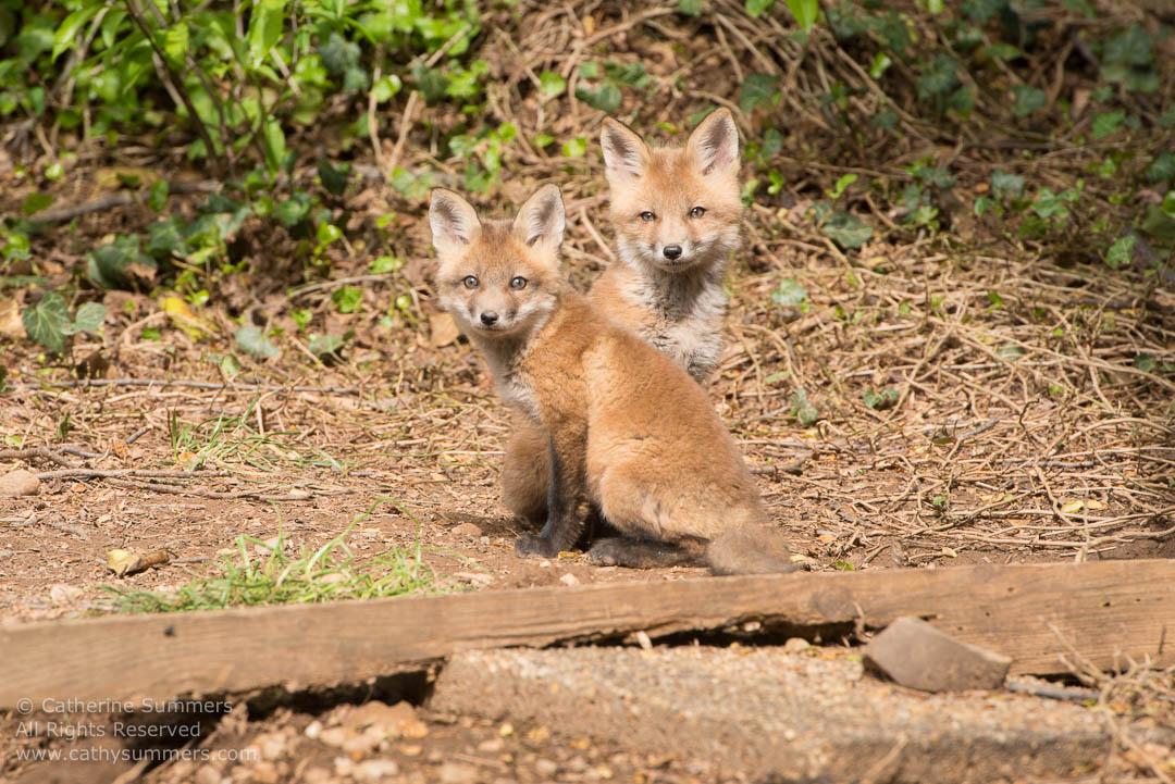 Red Fox Kits Outside Their Den Under my Shed: Falls Church, Virginia