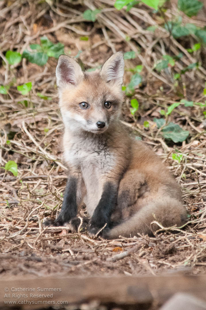20140503_025: vertical, Abbott Lane, fox, foxes, kits, Photo by Elena
