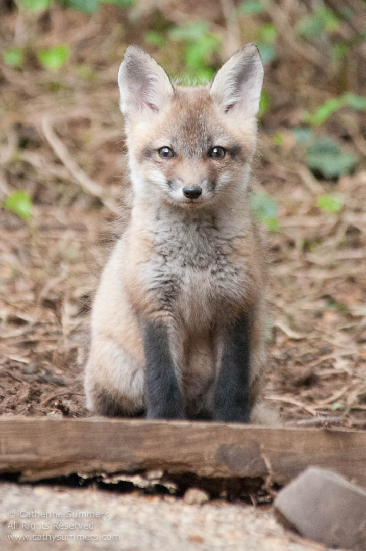 20140503_026: vertical, Abbott Lane, fox, foxes, kits, Photo by Elena