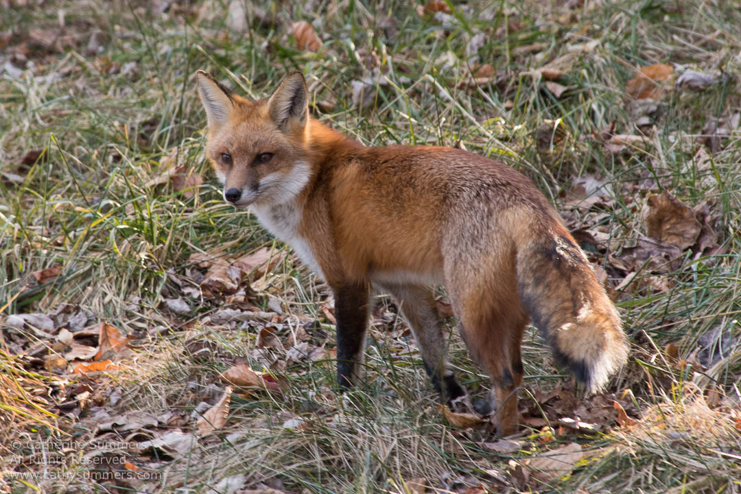 Red Fox Standing on Leaf Covered lawn: Falls Church, Virginia