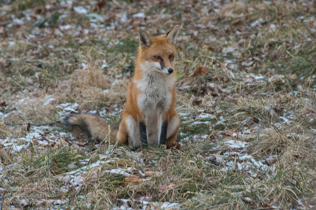 Red Fox Sitting on a Snow Dusted Lawn: Falls Church, Virginia
