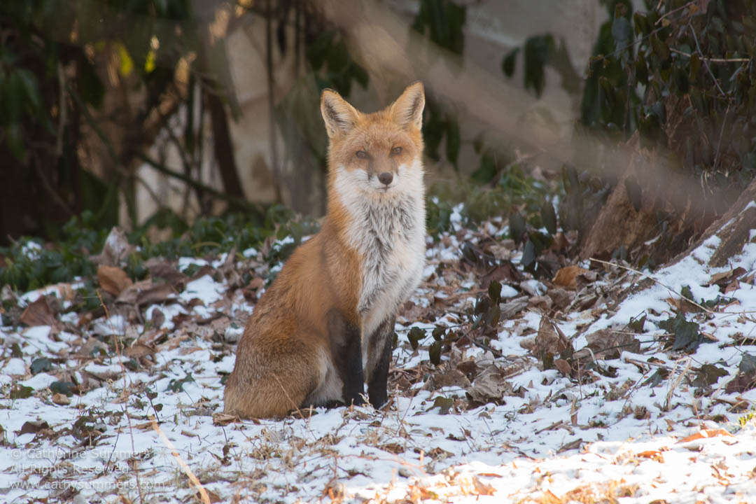 Red Fox Sitting on a Snowy Forrest Floor: Falls Church, Virginia