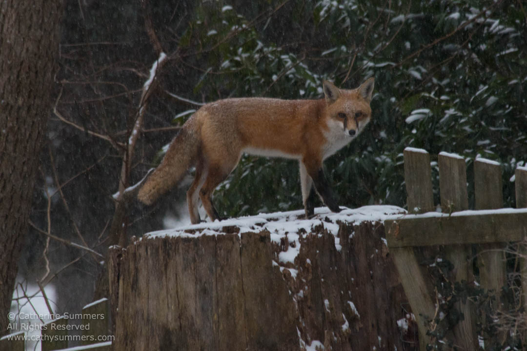 Red Fox Standing on a Snow Dusted Stump: Falls Church, Virginia