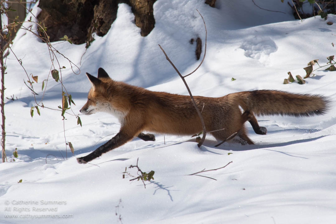 Red Fox Moving Across the Snow: Falls Church, Virginia