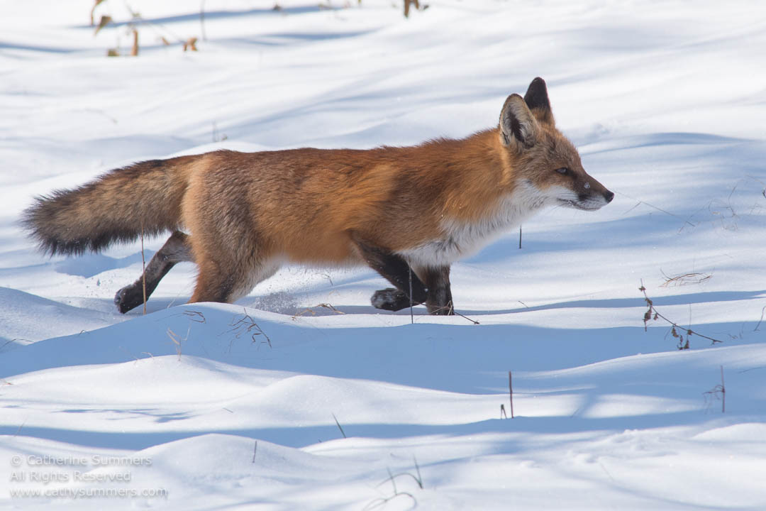 Red Fox Walking on Snow: Falls Church, Virginia