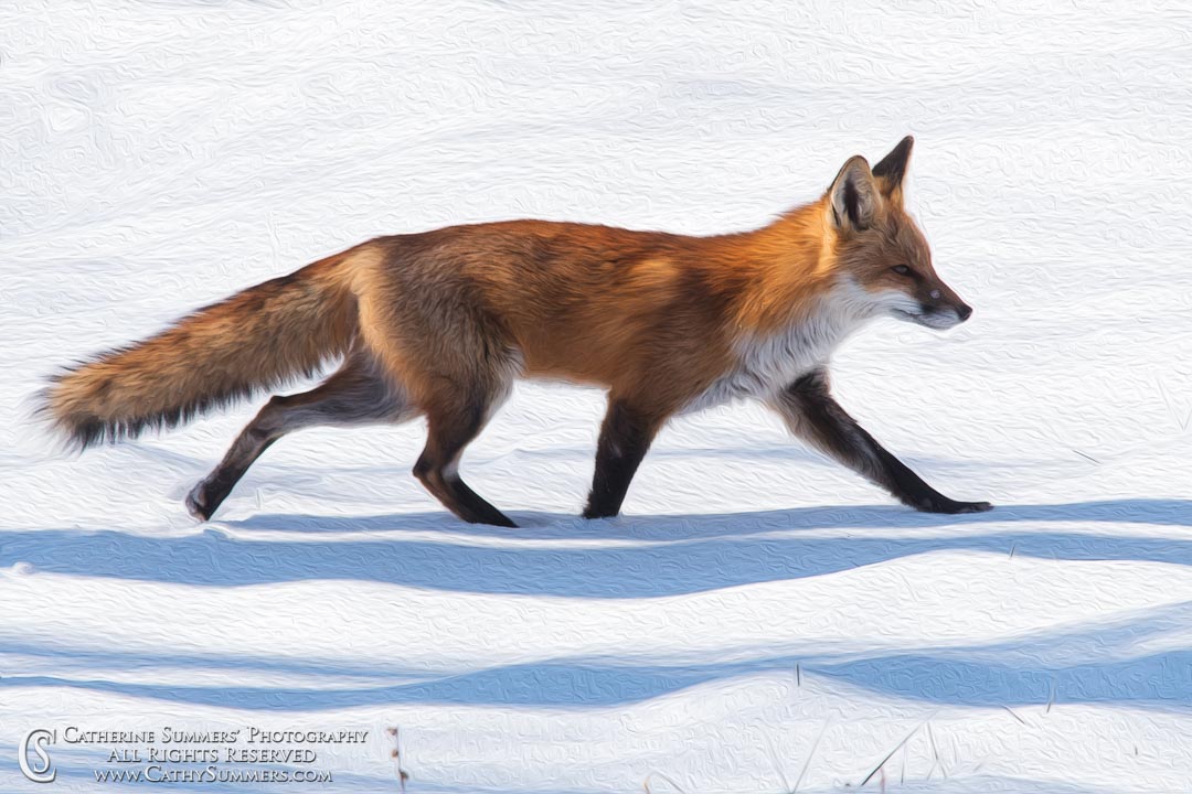 Red Fox Walking on Snow: Falls Church, Virginia - Oil Paint Effect