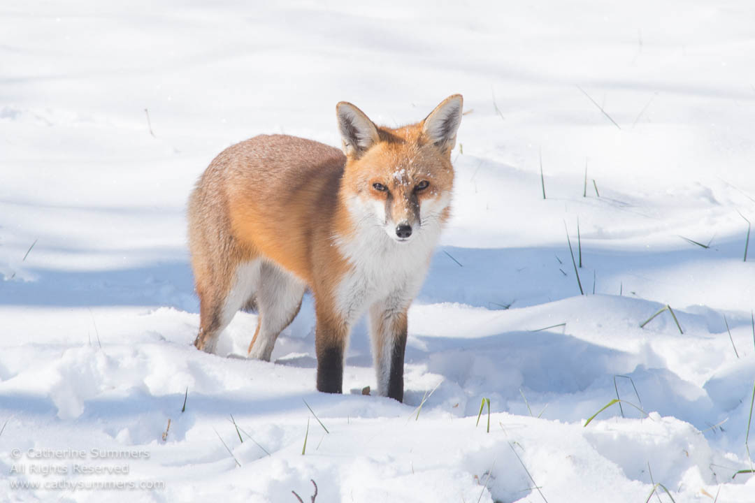 Red Fox Standing on the Snow: Falls Church, Virginia