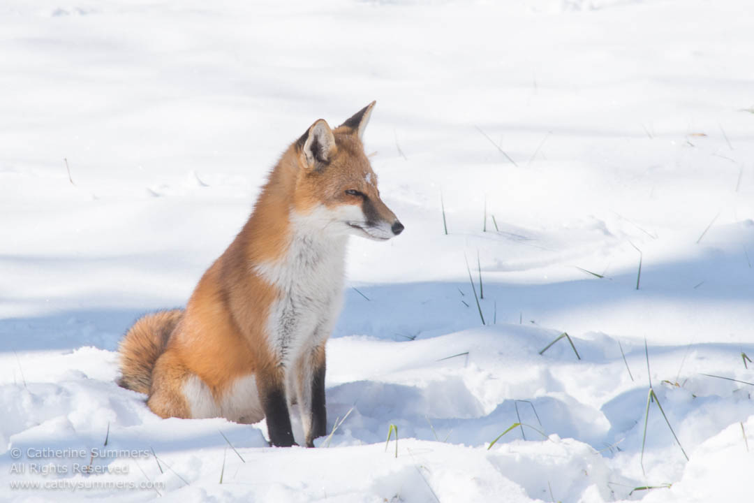 Red Fox Sitting on the Snow: Falls Church, Virginia