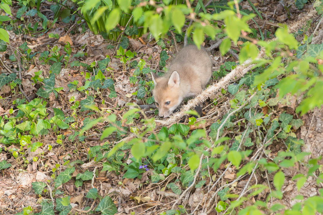Red Fox Kit in the Ivy: Falls Church, Virginia