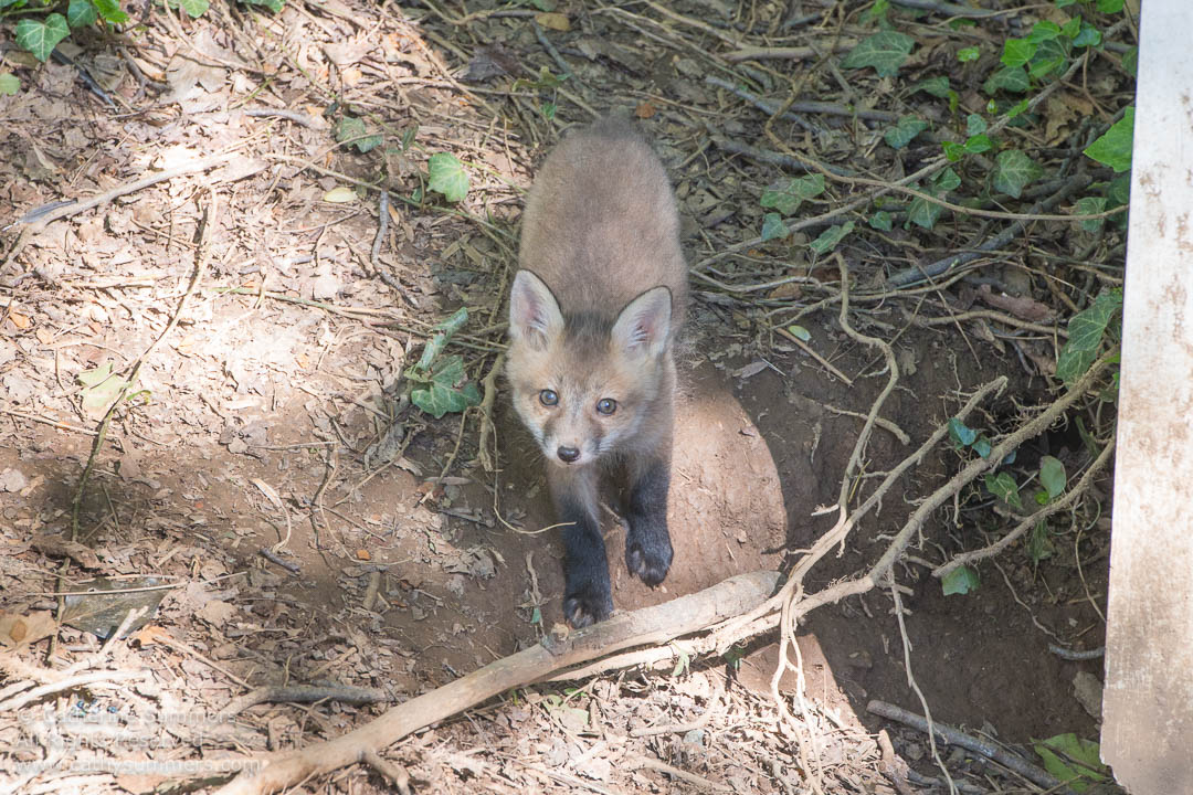 Fox Kit Outside the Den Under my Shed: Falls Church, Virginia