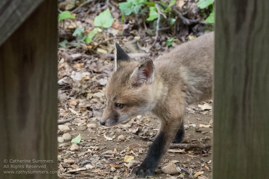 Fox Kit Viewed Through the Fence Slats: Falls Church, Virginia