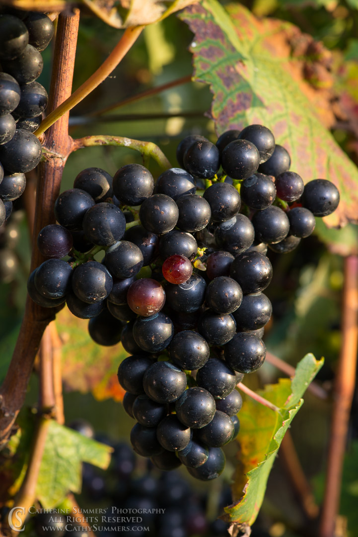 Ripe Cabernet Franc Grapes in the Vineyard: Albemarle County, Virginia