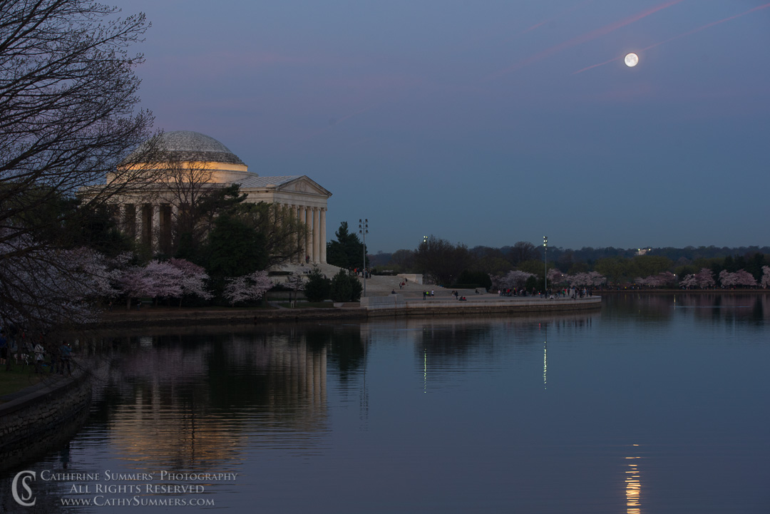 Full Moon, Cherry Trees and Jefferson Memorial at Dawn with Reflection in Tidal Basin:  Washington, DC