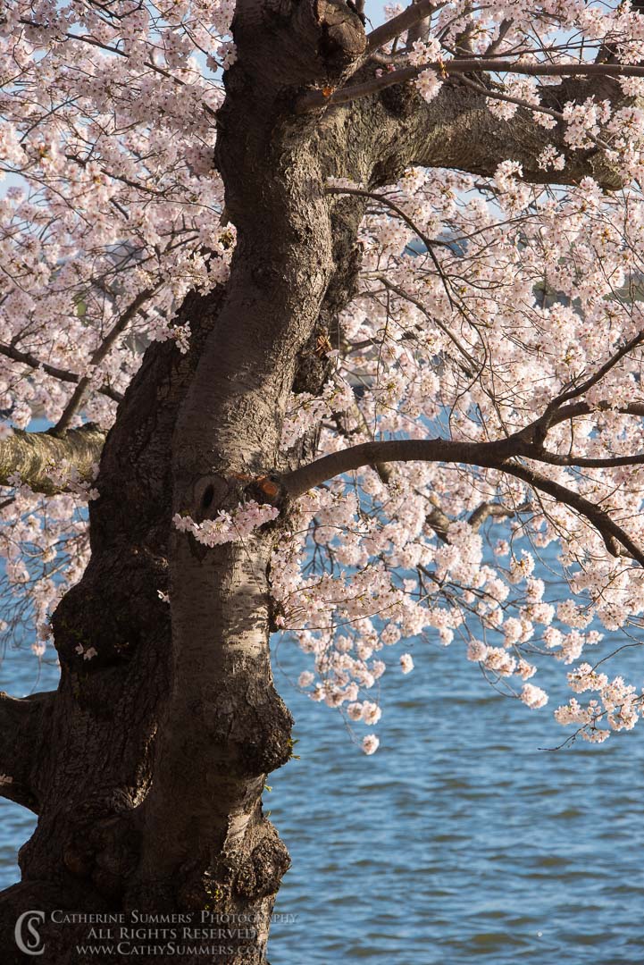 Cherry Tree in Bloom at the Tidal Basin - Dry Brush Effect