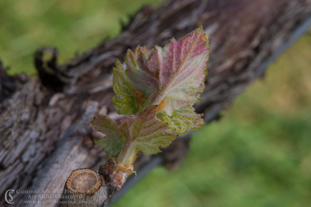 New Growth on the Cabernet Vines: Virginia
