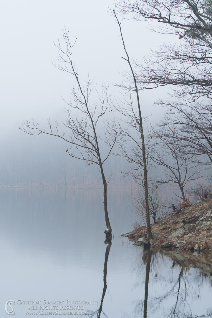 Reflections / Trees and Sleepy Hollow Reservoir in the Fog: Albemarle County, Virginia