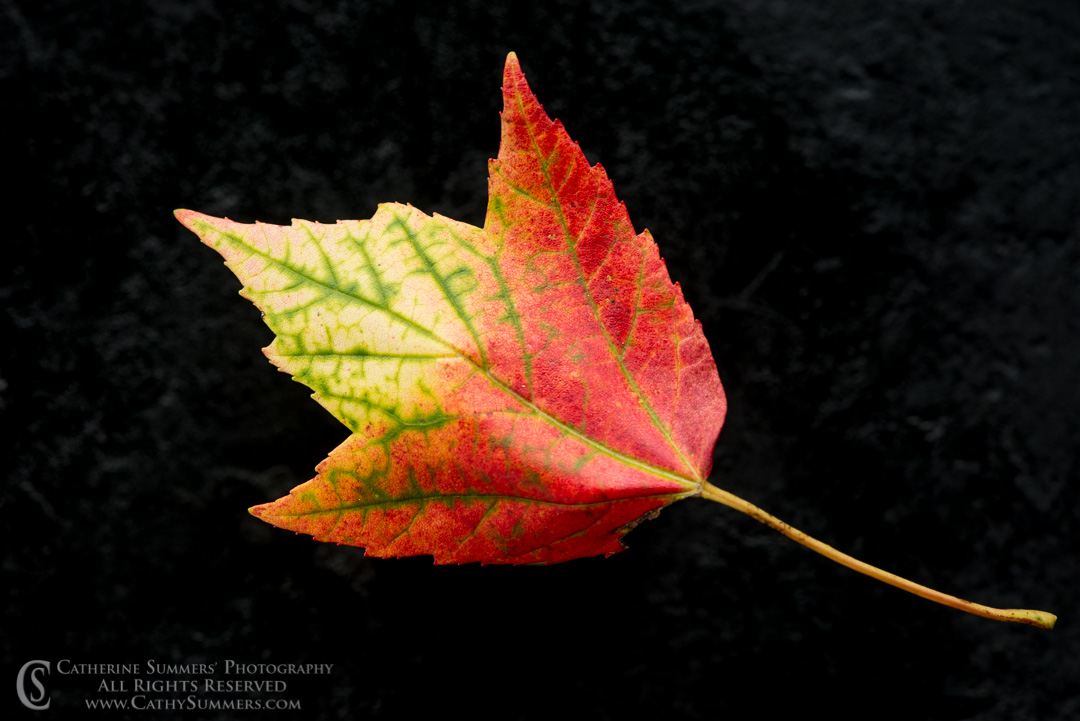 Maple Leaf on Black: Virginia