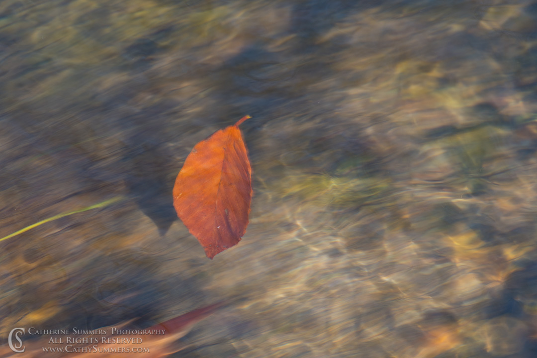 Fallen Leaf Floating By: Albemarle County, Virginia