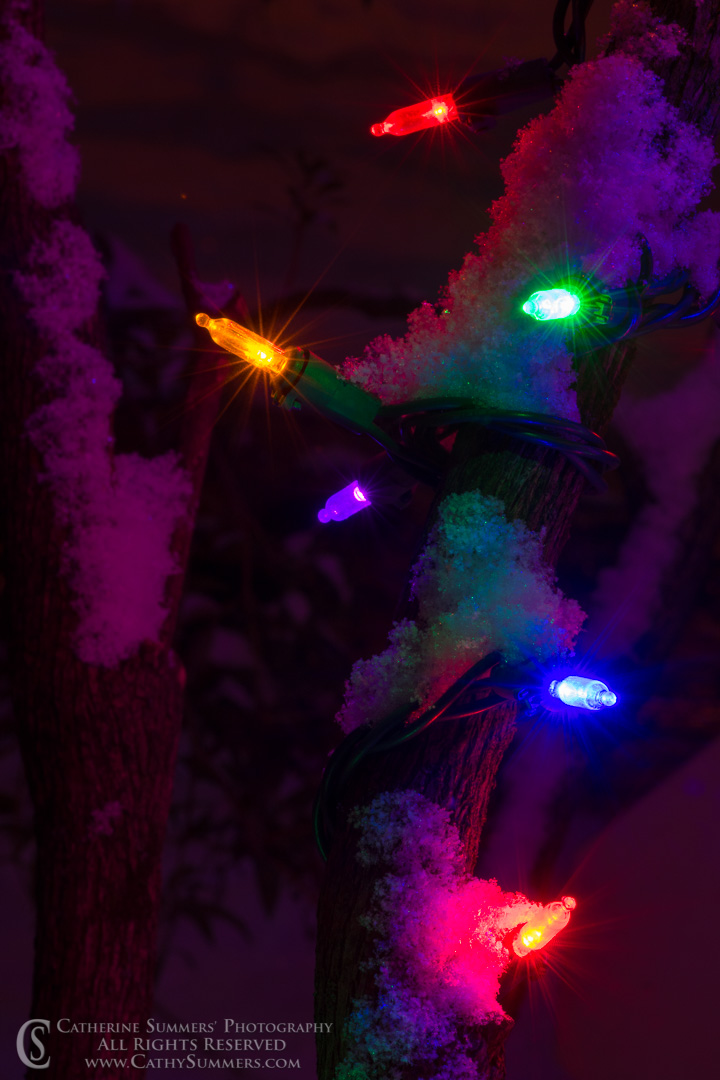 Christmas Lights on Snowy Branches in the Dark: Falls Church, Virginia