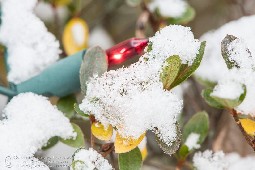 Christmas Lights on Snowy Branches: Falls Church, Virginia