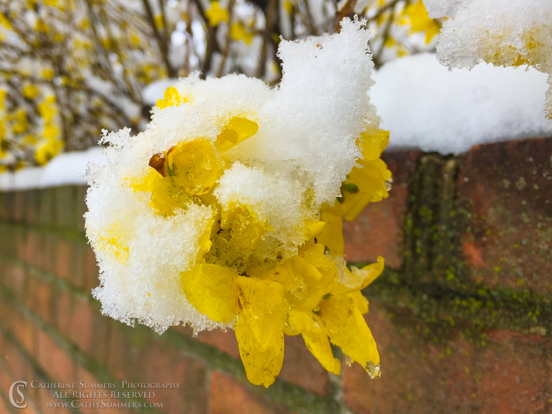 Snowy Forsythia Overhanging a Brick Wall: Virginia