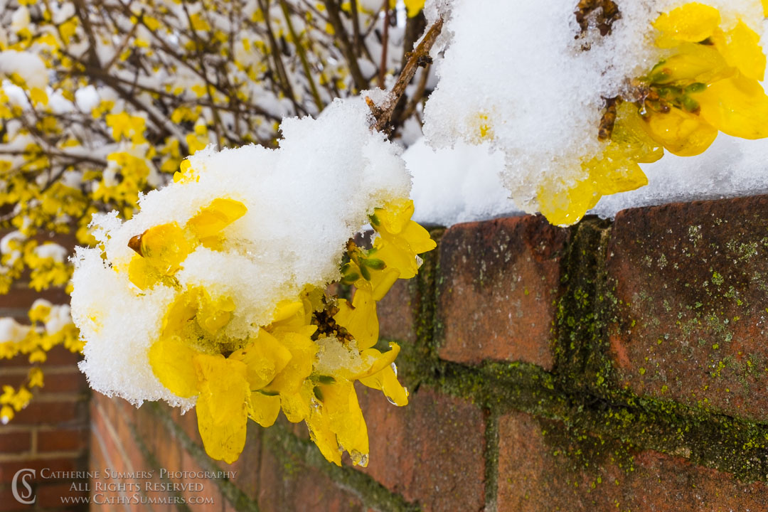 Snowy Forsythia Overhanging a Brick Wall: Virginia