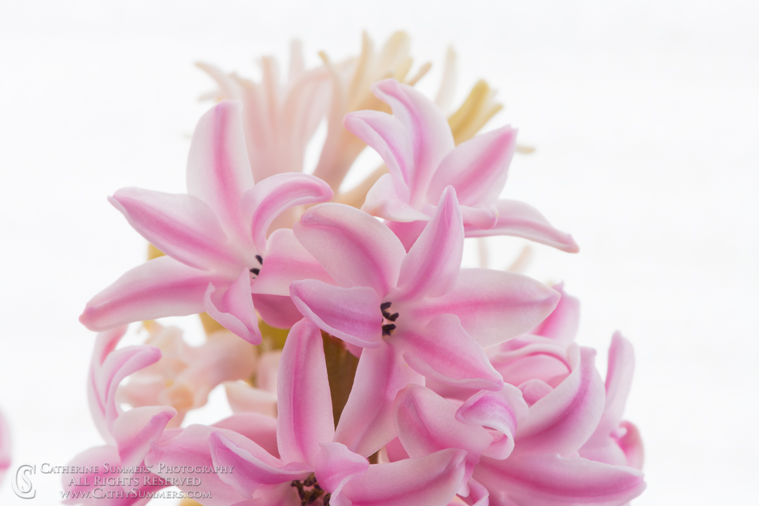 Pink Hyacinth Macro: Virginia