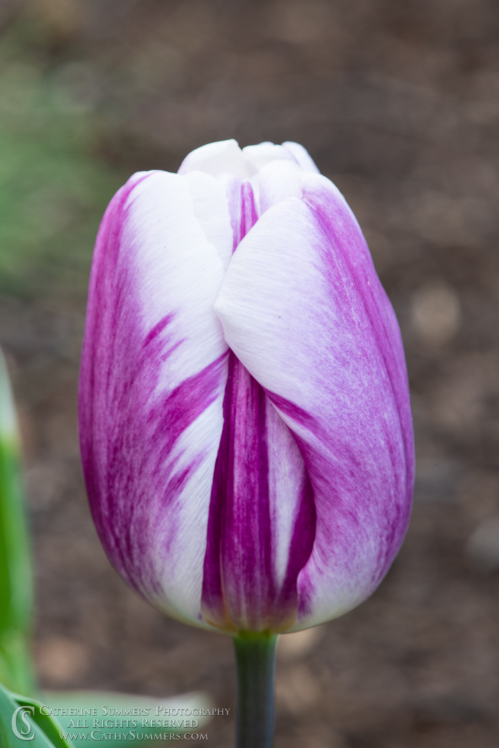 Purple Tulip Macro: Virginia